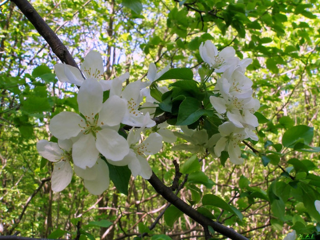 Обои картинки фото цветы, цветущие, деревья, кустарники