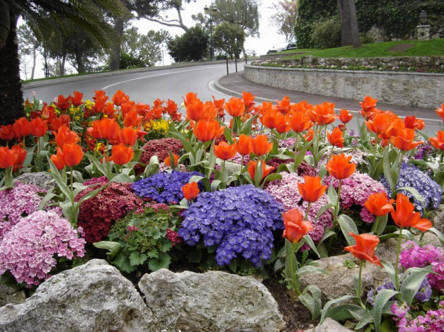 Обои картинки фото клумба, цветы, разные, вместе