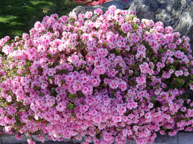 Обои картинки фото клумба, цветы, рододендроны, азалии