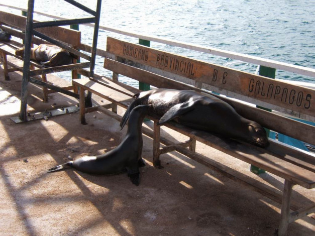 Обои картинки фото прикольчики, юмор, приколы