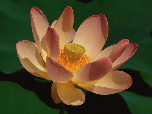 Картинка цветы лотосы