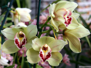 Картинка цветы орхидеи