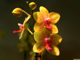 Картинка цветы орхидеи