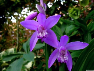 Картинка цветы орхидеи