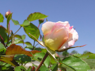 Картинка цветы розы