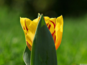 Картинка цветы тюльпаны