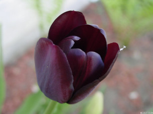 Картинка цветы тюльпаны