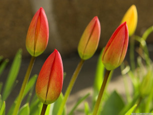 Картинка цветы тюльпаны