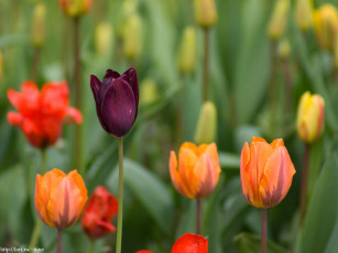 Картинка тюльпаны цветы