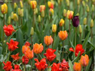 Картинка тюльпаны цветы