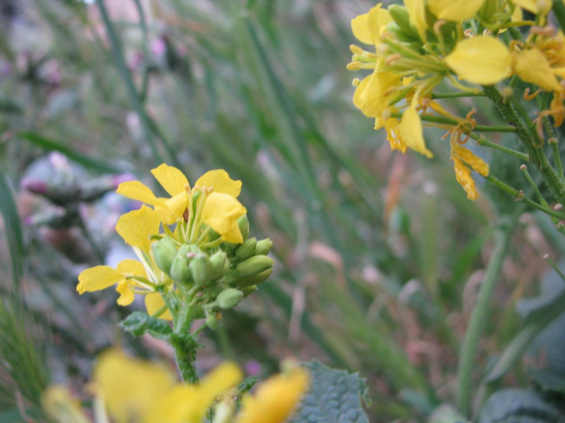 Обои картинки фото цветы