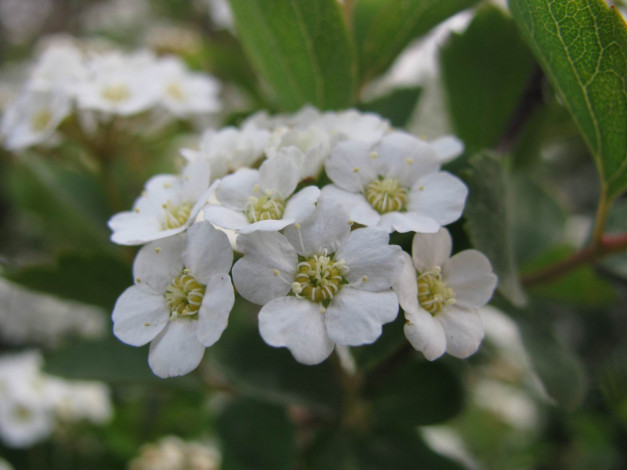 Обои картинки фото цветы, цветущие, деревья, кустарники