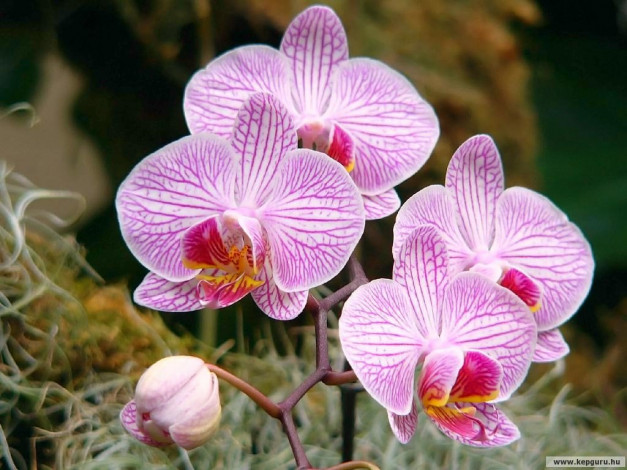 Обои картинки фото цветы, орхидеи