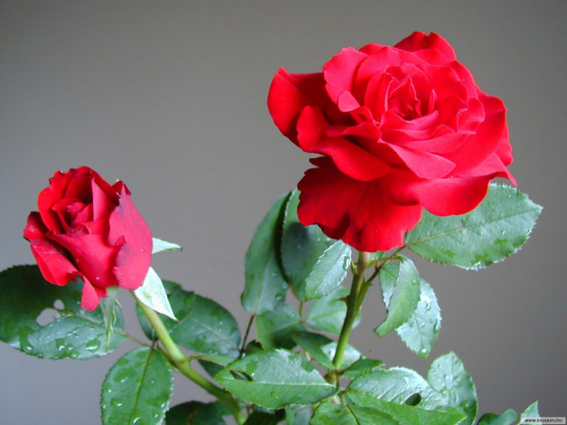 Обои картинки фото цветы, розы