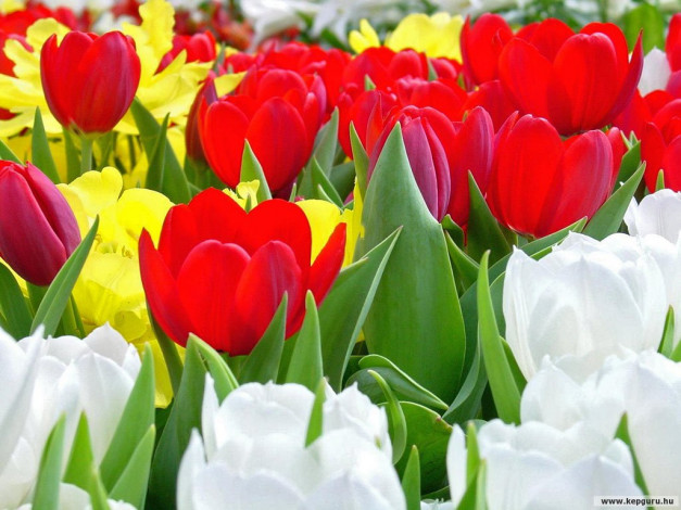 Обои картинки фото цветы, тюльпаны