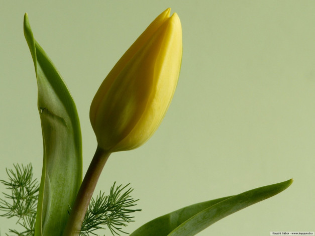 Обои картинки фото цветы, тюльпаны