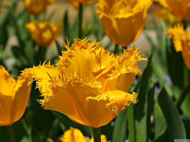 Обои картинки фото цветы, тюльпаны