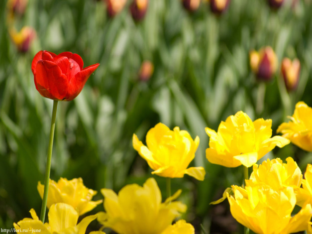 Обои картинки фото тюльпаны, цветы