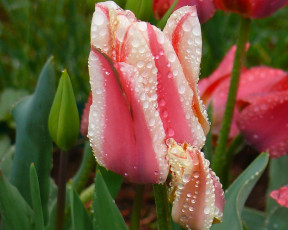 Картинка цветы тюльпаны