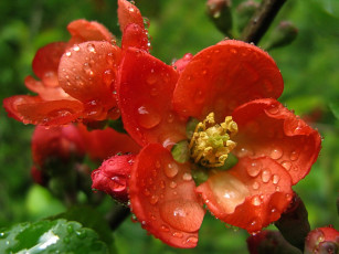 Картинка цветы айва