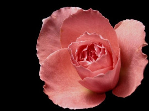 Картинка цветы розы