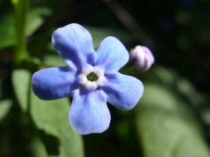 Картинка незабудка цветы незабудки