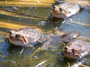 Картинка животные лягушки