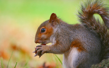 Картинка животные белки