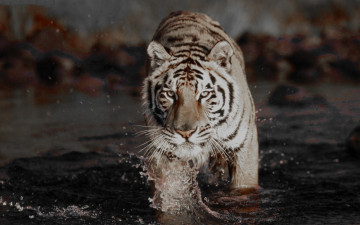 Картинка животные тигры