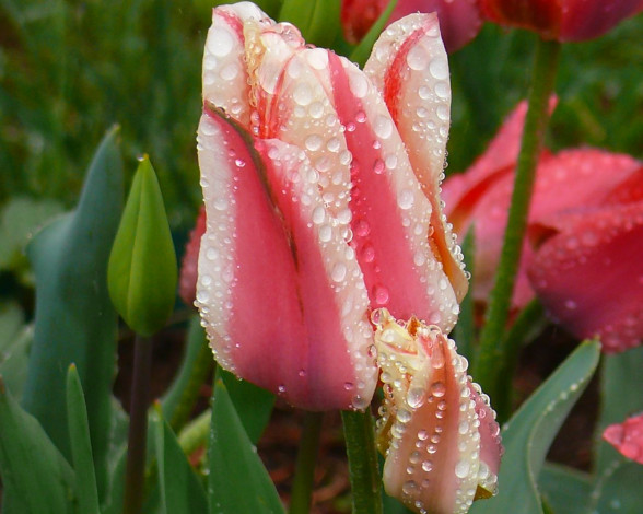 Обои картинки фото цветы, тюльпаны