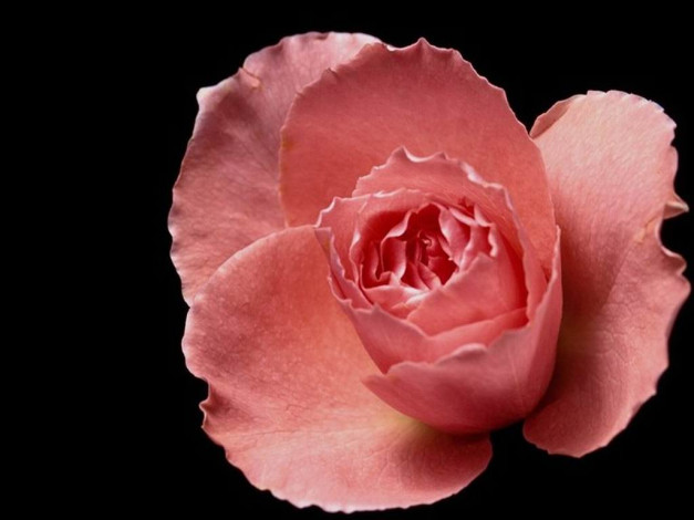 Обои картинки фото цветы, розы