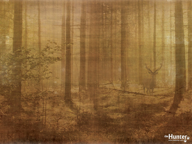 Обои картинки фото the, hunter, видео, игры