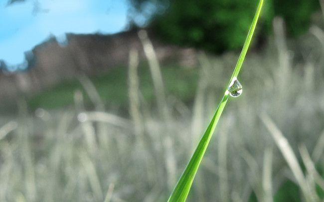 Обои картинки фото rosa, природа, макро