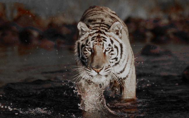 Обои картинки фото животные, тигры