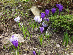 Картинка цветы крокусы