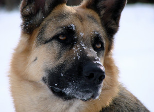 Картинка животные собаки