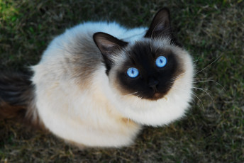 Картинка животные коты