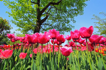 Картинка цветы тюльпаны