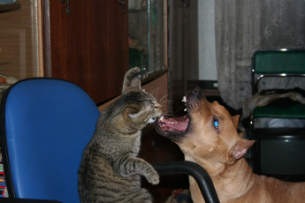 обоя животные, разные, вместе