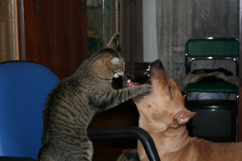 Картинка животные разные вместе