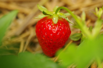 Картинка природа Ягоды