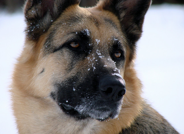 Обои картинки фото животные, собаки