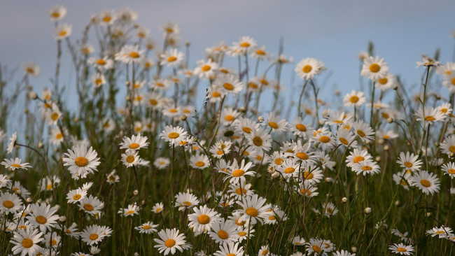 Обои картинки фото цветы, ромашки