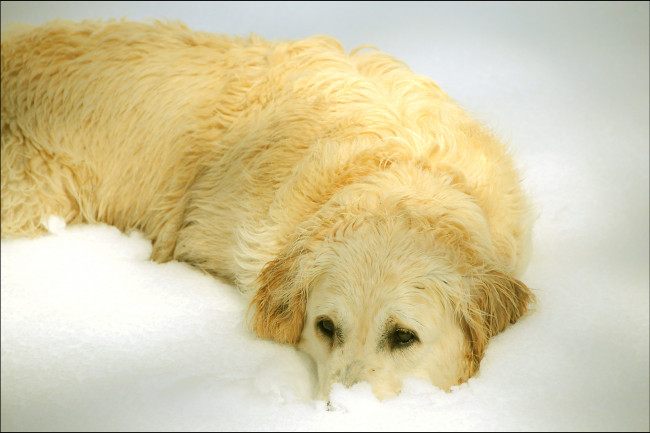 Обои картинки фото животные, собаки