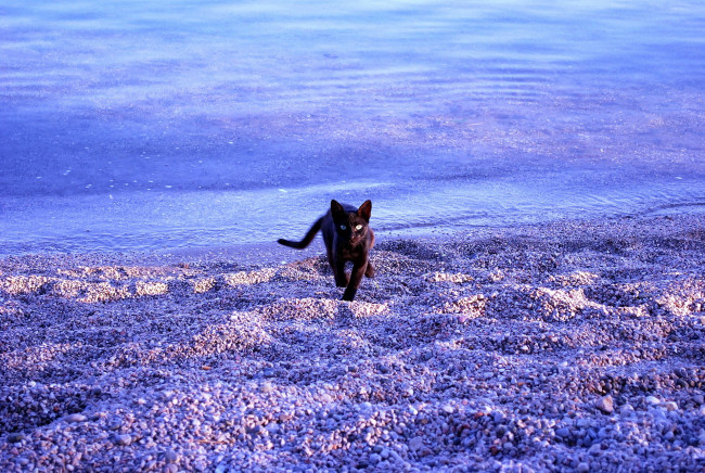 Обои картинки фото животные, коты