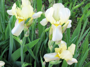 Картинка цветы ирисы