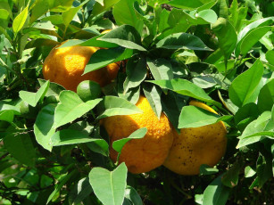 Картинка природа плоды лимоны