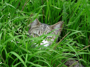 Картинка животные коты