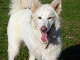 Картинка животные собаки