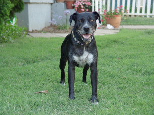 Картинка животные собаки